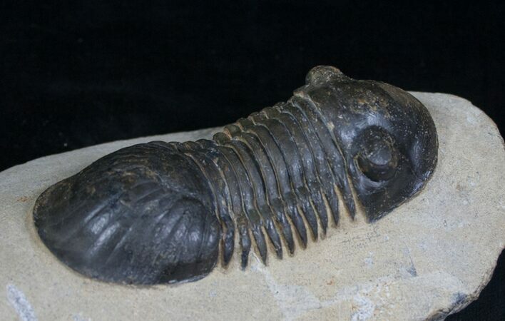 Large Paralejurus Trilobite - Great Example #4116